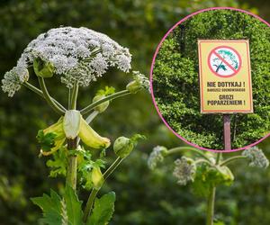 Groźny barszcz Sosnowskiego. Do poparzenia może dojść bez bezpośredniego kontaktu