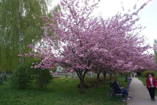 Bajeczna alejka na Pieczewie znów zachwyca. W tym roku drzewa zakwitły o miesiąc wcześniej [ZDJĘCIA]