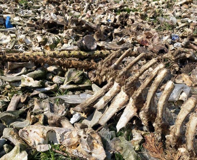 Kontrola WIOŚ w Płocku mogła się skończyć wybuchem! Posesja małżeństwa wyłożona kośćmi [ZDJĘCIA]