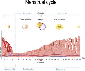 Ciałko żółte - budowa, funkcje, nieprawidłowości