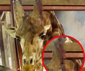 Horror w zoo. 500 martwych zwierząt, boksy tak małe, że nie da się ruszać, zakrwawione kapibary