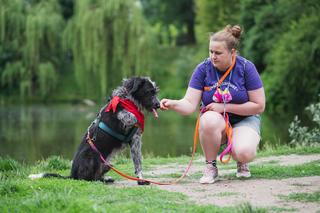 Radosny trójłapek szuka kochającego domu. Kto pokocha Lokiego?