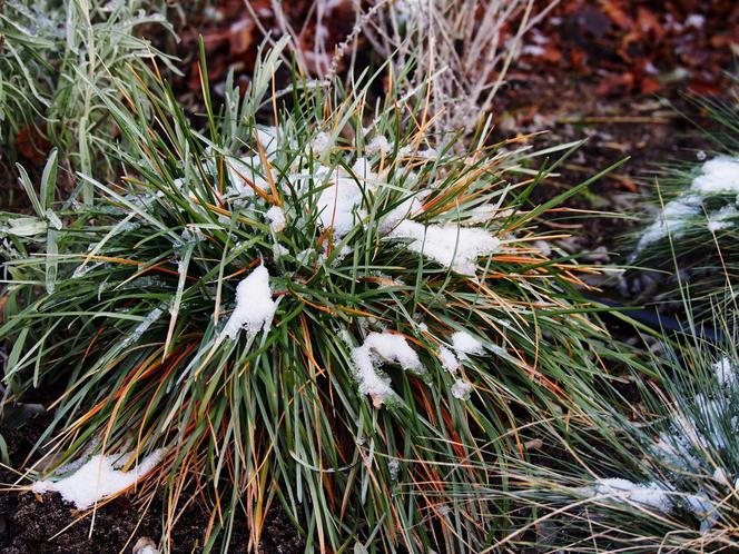 Sesleria błękitna