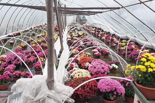 Iławscy hodowcy kwiatów liczą straty po decyzji rządu o zamknięciu cmentarzy [AUDIO]