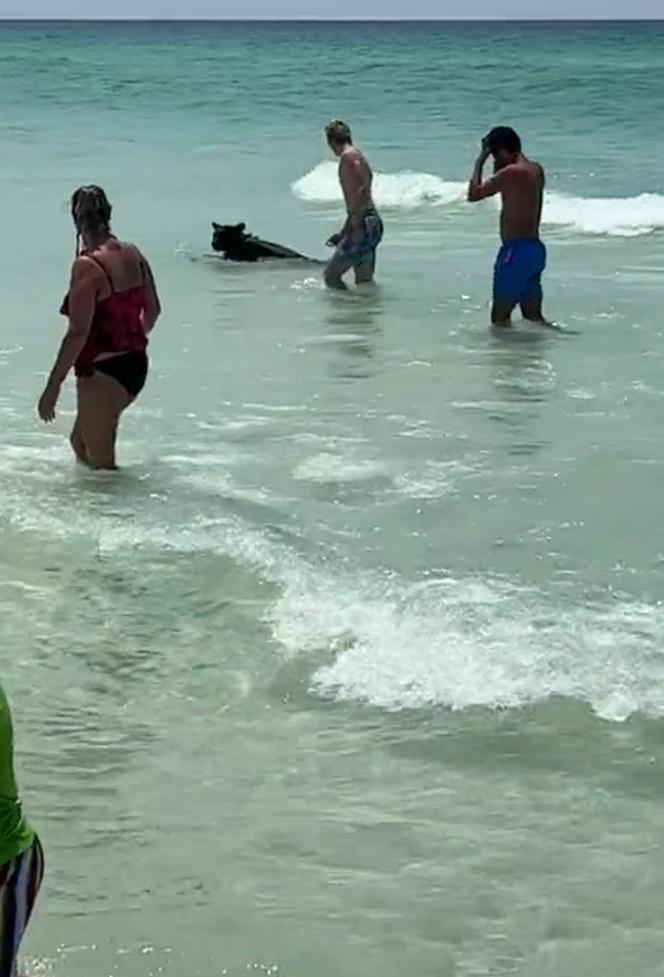 Tłum turystów bawił się na plaży. Nagle pojawił się niedźwiedź! Szokujace wideo