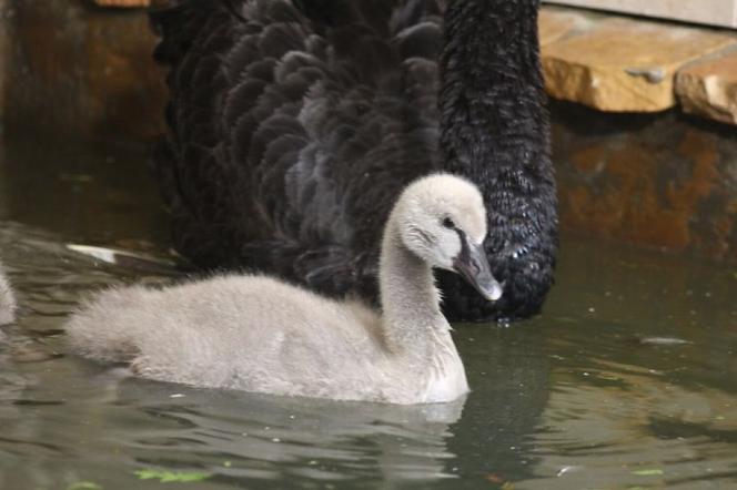 Maluszki w warszawskim ZOO