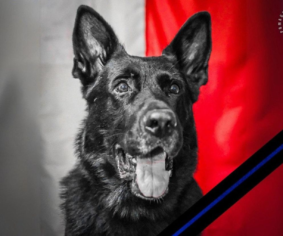 Wielki smutek w policji. Choroba zabrała Brutusa. Służył przez prawie 10 lat