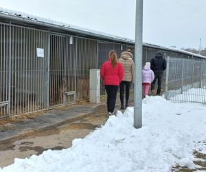 Schronisko dla bezdomnych zwierząt w Henrykowie prosi o słomę [ZDJĘCIA]