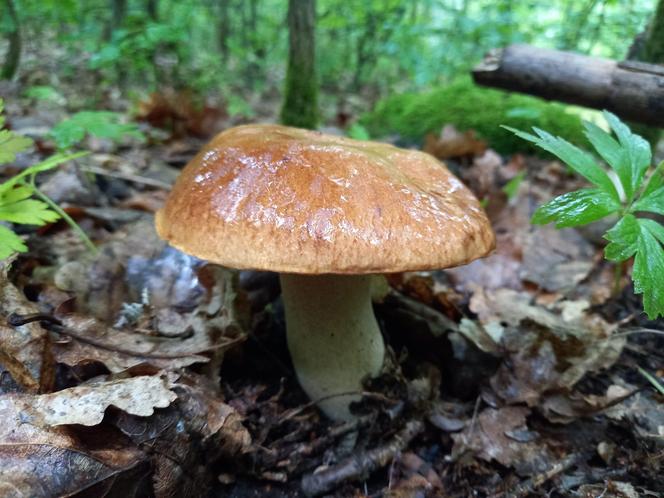 Grzybiarze zacierają ręce. W świętokrzyskich lasach są już borowiki, pieprzniki, kurki i kozaki