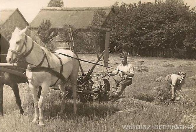 Wilkołaskie żniwa w I połowie XX wieku