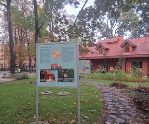 Park Zdrojowy w Krakowie