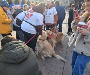 33. Finał WOŚP z grupą krakowskich Golden Retrieverów