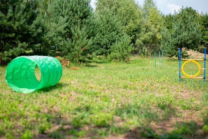 Wybieg dla psów w schronisku dla bezdomnych zwierząt w Zamościu