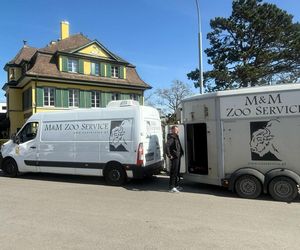 Goryli amant wyruszył na randkę życia. Bwana założy rodzinę w Szwajcarii. „Będziemy tęsknić”