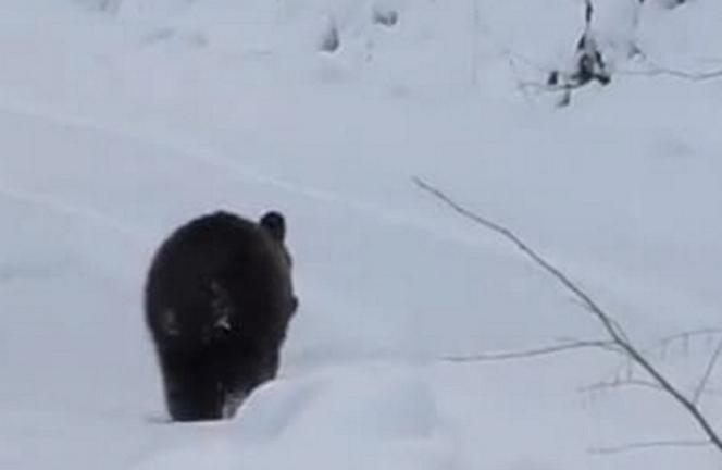 Leśnik zrobił wywiad z misiem