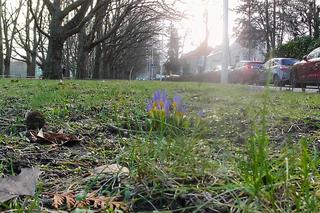 W Szczecinie zakwitły pierwsze krokusy
