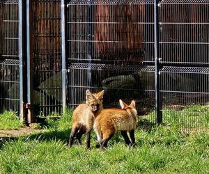 Wilki grzywiaste w Śląskim Ogrodzie Zoologicznym. W styczniu na świat przyszły trzy samiczki