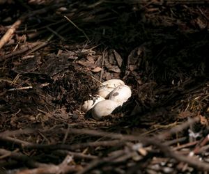 Naziemnne gniazda bocianów