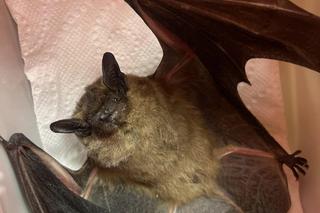  Nietoperzyca Julia będzie hibernować w Lecznicy