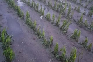 Zniszczone plantacje warzyw i owoców na Dolnym Śląsku. To był prawdziwy armagedon 