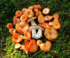 Prawdziwe skarby jesieni. Listopad to idealny czas na grzyby w Świętokrzyskiem? [Zdjęcia Waszych zbiorów]