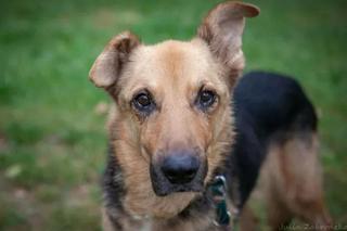 Pilnie potrzebują domu! Te zwierzaki najbardziej łakną miłości