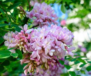 Robinia Małgorzaty CASQUE ROUGE 'Pink Cascade'