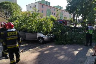 Zrobiony w żołądź