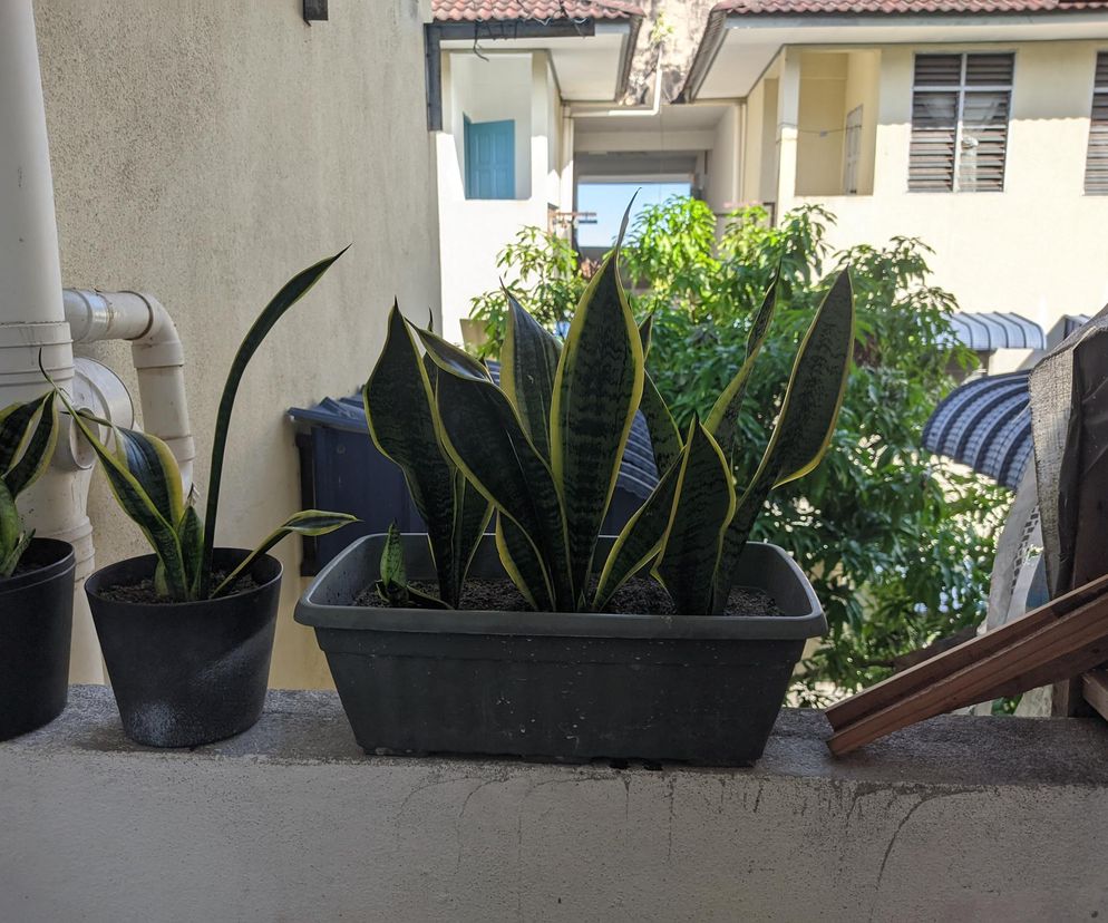 Języki teściowej w sypialni? NASA potwierdza, że warto