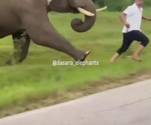 Turysta chciał selfie ze słoniem. Gorzko tego pożałował