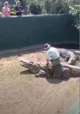  Krokodyl rzucił się na opiekuna podczas przedstawienia dla dzieci! Wszystko się nagrało. WIDEO