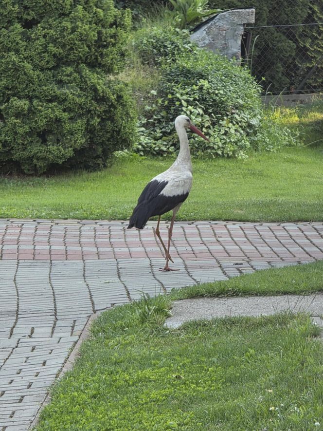 Kajtek bocian podwórkowy