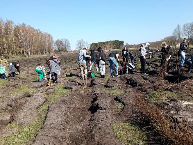 Akcja "Grudziądzanie sadzą las"!