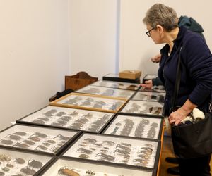 I Międzynarodowy Dzień Wymiany Owadów i Targi Entomologiczne w Bytomiu