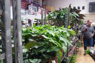 Festiwal Roślin w Nowym Sączu 