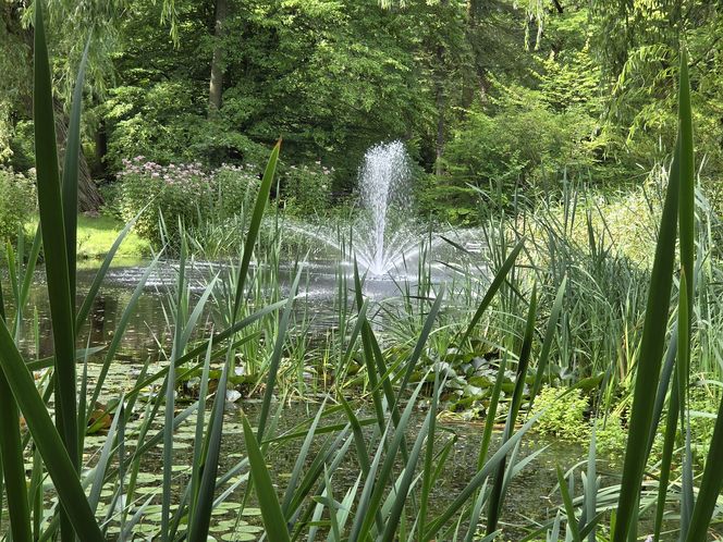 Letni spacer w zielonym sercu Bydgoszczy. Ogród Botaniczny UKW zaprasza!