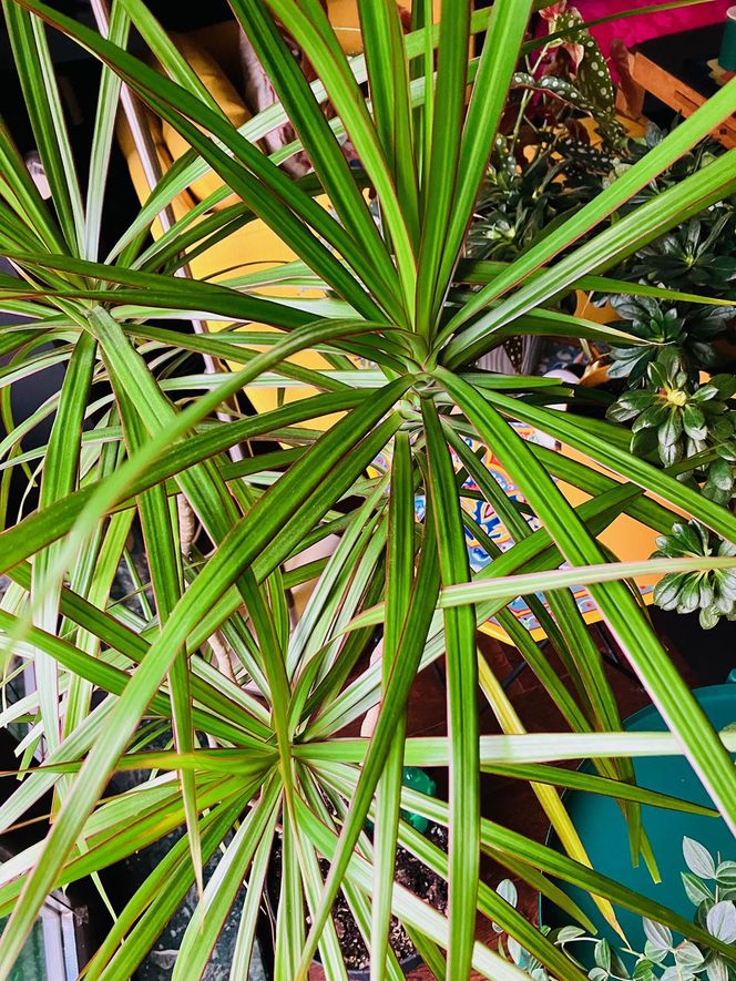 Dracena obrzeżona, Dracaena marginata