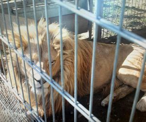 Przetrzymywał lwy, tygrysa i egzotyczne małpy. Tłumaczył, że prowadzi cyrk