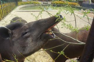 Zoo Wrocław: Tapir anta