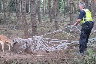  Młody daniel zaplątał się w siatki. Pomogli strażnicy z Gostynia i łowczy [ZDJĘCIA]