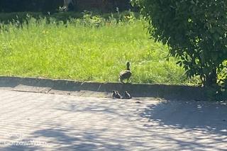 Kacza rodzina w asyście policji trafiła z powrotem do rzeki