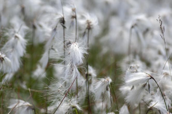 Wełnianka wąskolistna - Eriophorum angustifolium
