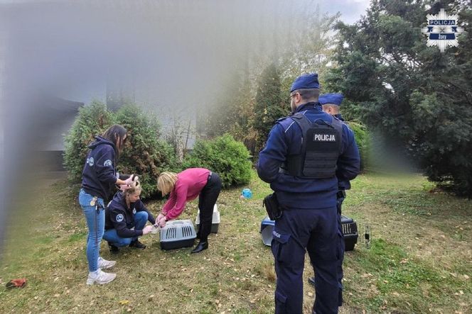 Weszli do środka budynku i zamarli. W środku konały koty, jeden nie przeżył