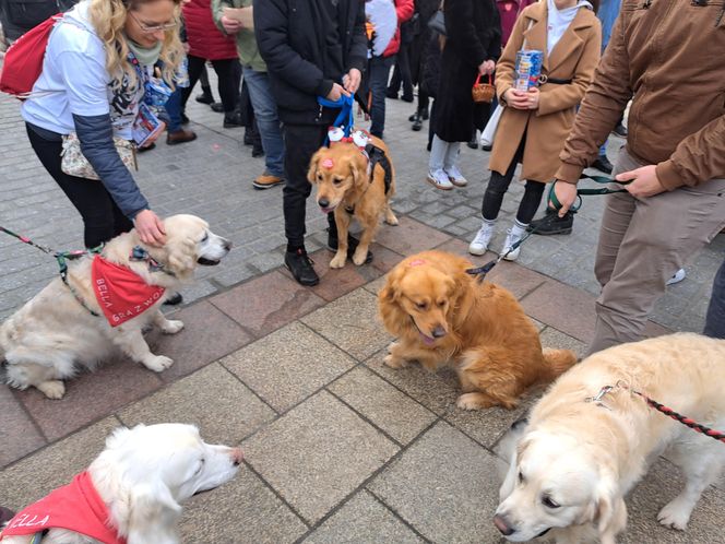 33. Finał WOŚP z grupą krakowskich Golden Retrieverów