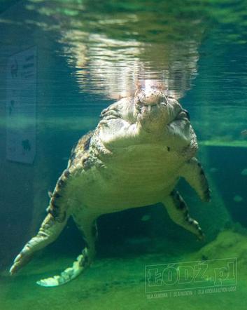 Te olbrzymy właśnie przyjechały do łódzkiego Orientarium. Robią wrażenie!