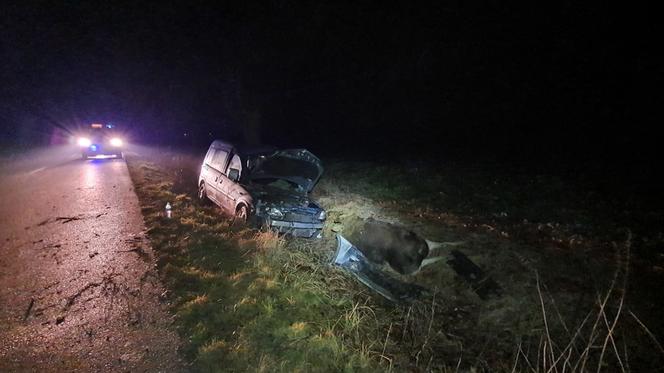 Łódzkie: Potężny ŁOŚ wbiegł wprost pod auto! Dramatyczne skutki zderzenia