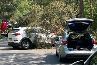 Drzewo runęło na auto! W środku rodzina z dziećmi