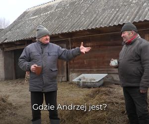 Rolnicy. Podlasie. Gienek i Sławek karmią zwierzęta.  A nie przestraszą się ciebie krowy?