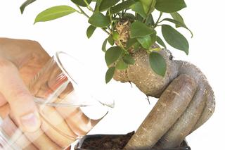 Pielęgnacja drzewka bonsai: podlewanie i nawożenie bonsai w domowej uprawie