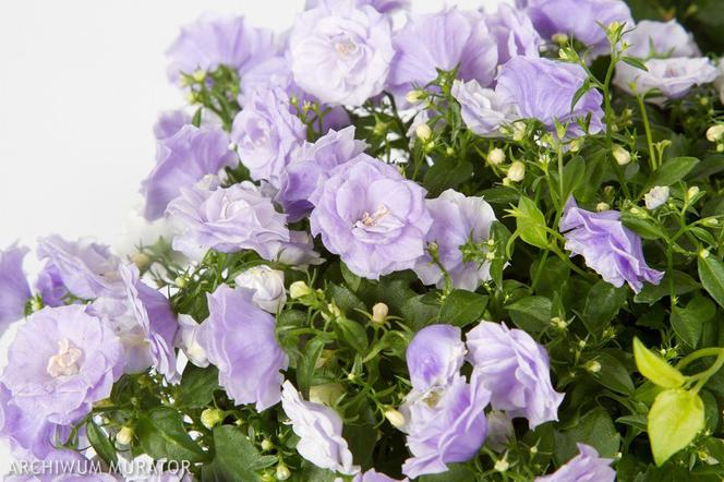 Dzwonek ‘Blue Wonder’